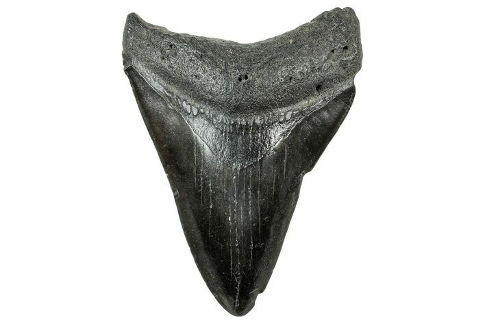 Fossil Megalodon Tooth - South Carolina #321252